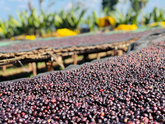 Deri Kidame, Guji, Ethiopia - Anaerobic Natural