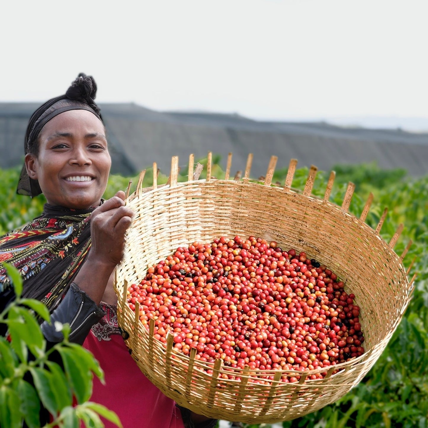 Gelana Gesha, Yirgacheffe, Ethiopia - Natural